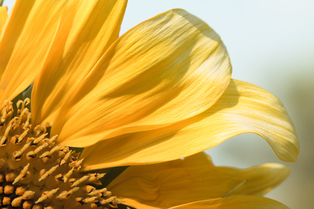 Sunflower natural background. Sunflower blooming.の写真素材
