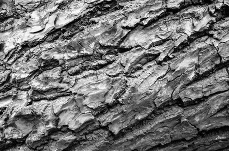 Bark background