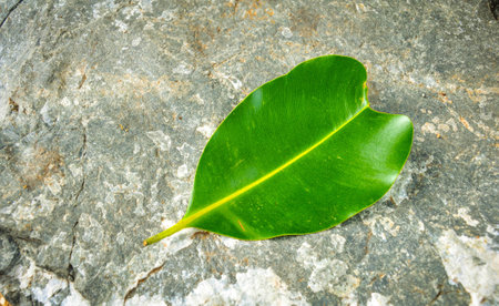 Green leave on stone beckground