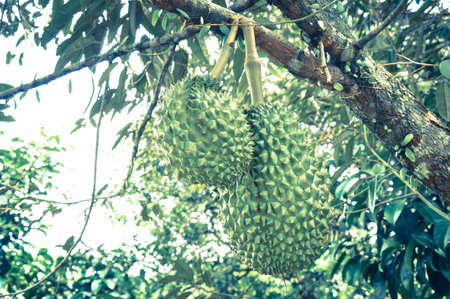 durianの写真素材