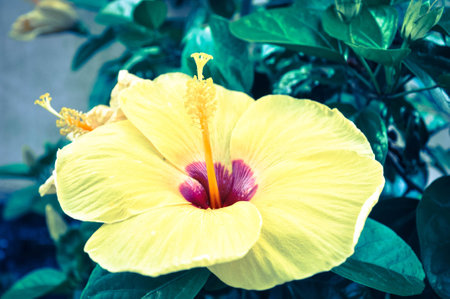 hibiscus flowerの写真素材