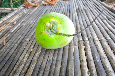 Coconutの写真素材