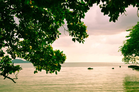 The tree view on the seaの写真素材