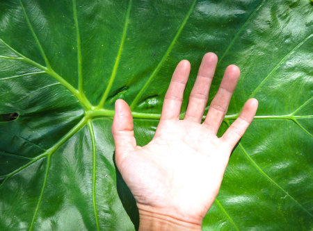 Hand on Leafの写真素材