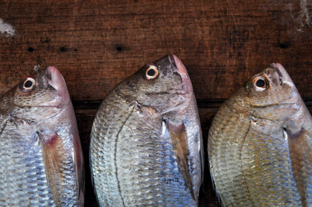 fresh fish