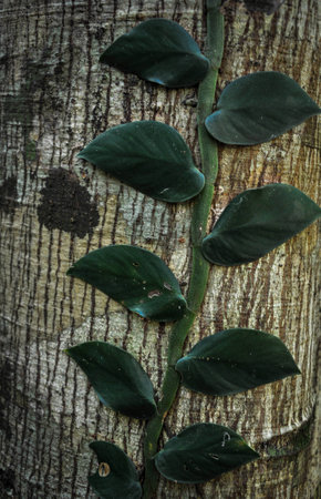 ivy on the tree