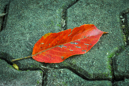 red leaves on the floorの写真素材