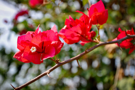 Pink bougainvillea
