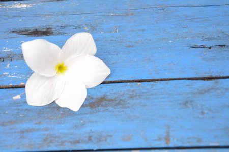 Plumeria flower on wood tableの写真素材