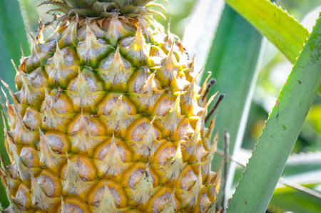 Pineapple tropical fruit in a farm