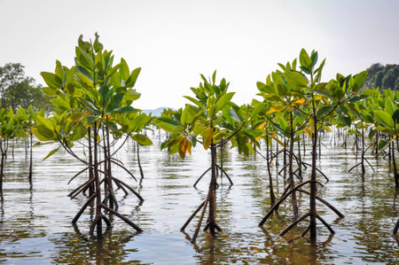 Mangrove Treeの写真素材
