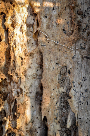 Tree damaged by termites