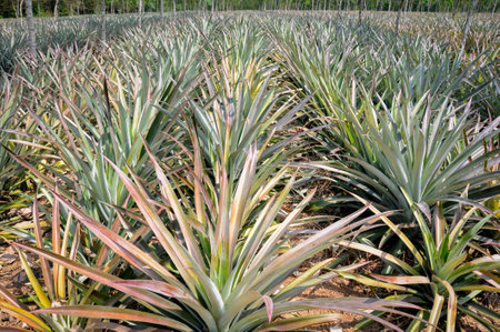 Pineapple farmの写真素材