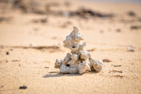 coral on the beatch