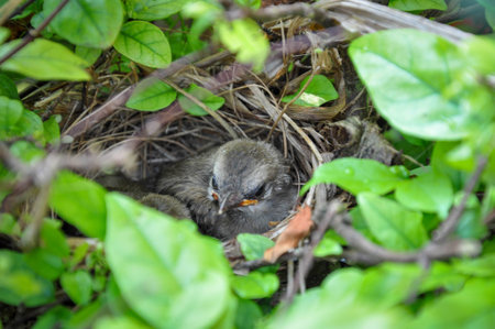 Baby bird in the nestの写真素材