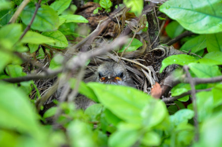 Baby bird in the nest