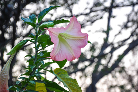 Pink datura angle's trumpet flowerの写真素材