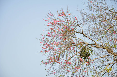 Pink cherry blossom springtime