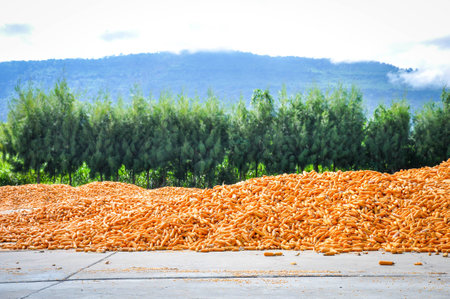 Division corn on the cement floor waiting for transportの写真素材