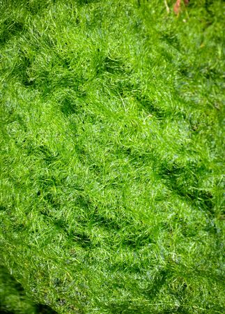 Algae in ponds where shrimpの写真素材