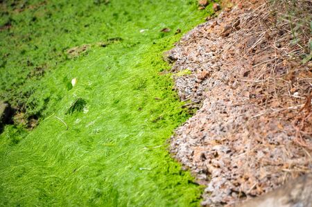 Algae in ponds where shrimp