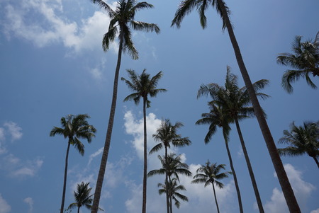 Coconut gardenのeditorial素材