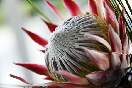 Side shot of the flower of the King Proteus plantの写真素材