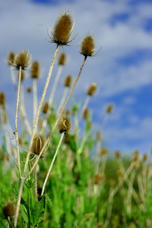 dried grasses in field against blue sky with clouds; shallow depth of field.