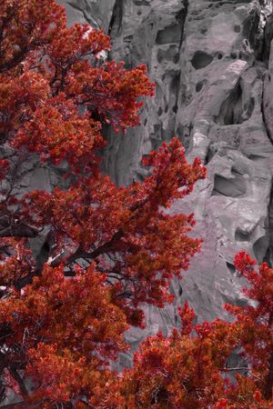 image of sandstone and cedar trees cross processed.の写真素材