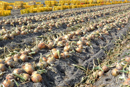 Harvest of onions from Awaji Island.の写真素材