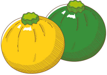 Vector illustration of vegetables "Round zucchini"のイラスト素材