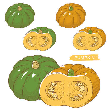 Vector illustration of vegetables "pumpkin"のイラスト素材