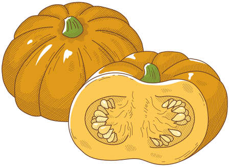 Vector illustration of vegetables "pumpkin"のイラスト素材