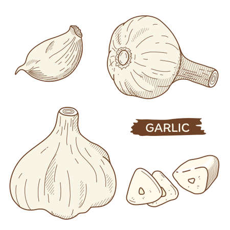 Vector illustration of vegetables "garlic"のイラスト素材