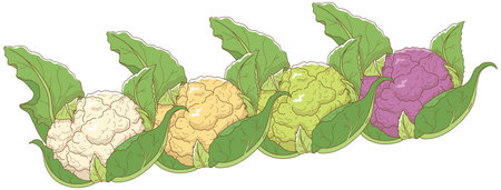 Vector illustration of vegetables "cauliflower"のイラスト素材