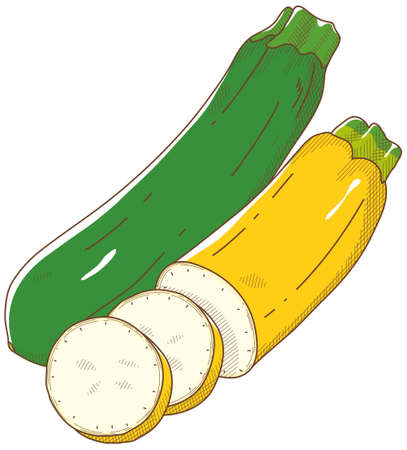 Vector illustration of vegetables "zucchini"のイラスト素材