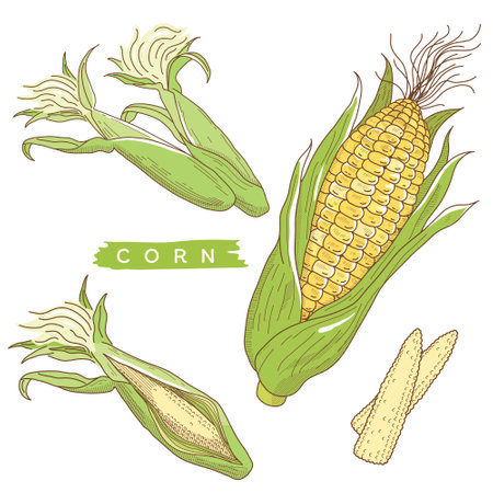 Vector illustration of vegetables "corn"のイラスト素材