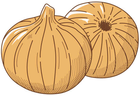Vector illustration of vegetables "Onion"のイラスト素材