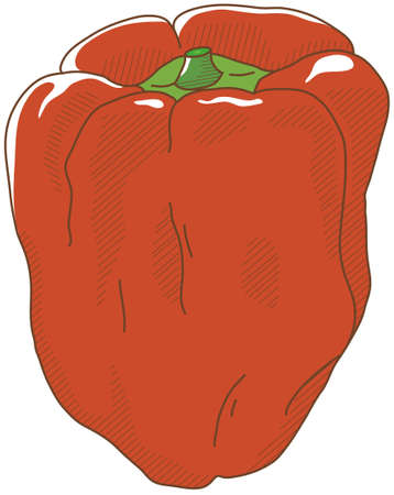 Vector illustration of vegetables "paprika"のイラスト素材