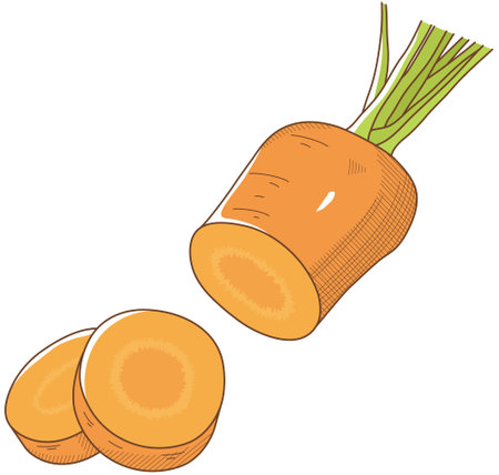 Vector illustration of vegetables "carrot"のイラスト素材