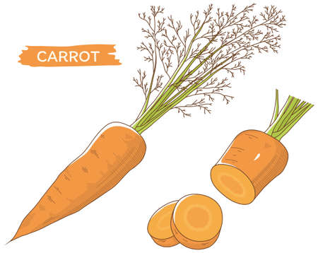 Vector illustration of vegetables "carrot"のイラスト素材