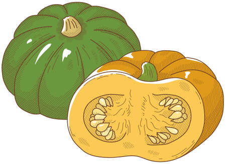 Vector illustration of vegetables "pumpkin"のイラスト素材