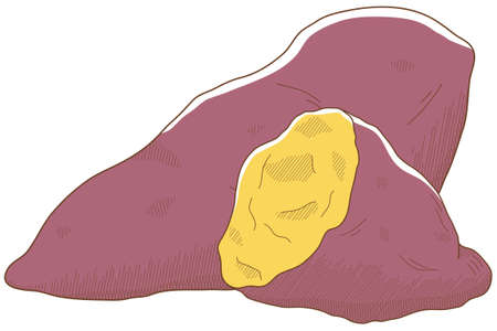 Vector illustration of vegetables "sweet potato"のイラスト素材
