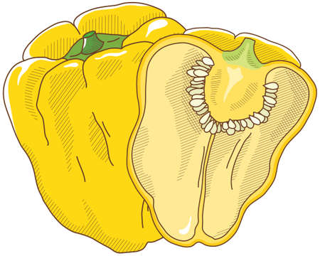 Vector illustration of vegetables "paprika"のイラスト素材