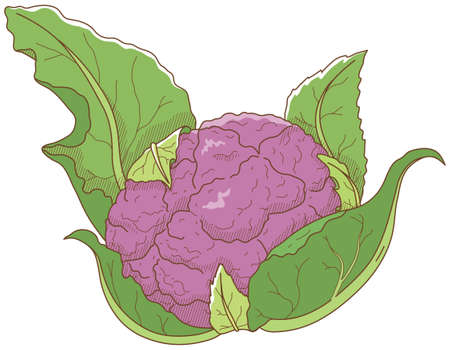 Vector illustration of vegetables "Purple cauliflower"のイラスト素材