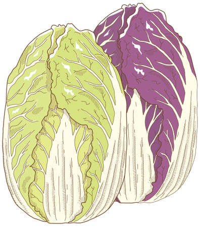 Vector illustration of vegetables "Chinese cabbage"のイラスト素材