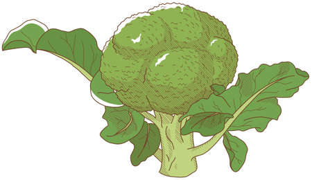 Vector illustration of vegetables "broccoli"のイラスト素材