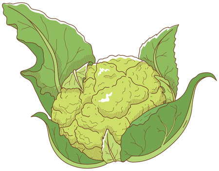 Vector illustration of vegetables "Green cauliflower"のイラスト素材