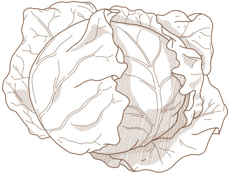 Vector illustration of vegetables "cabbage"のイラスト素材