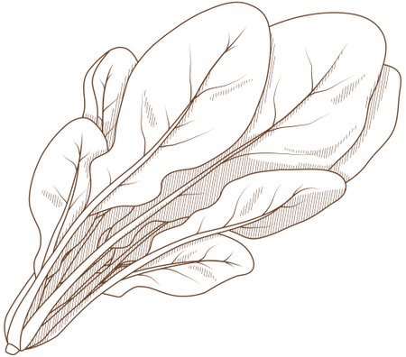 Vector illustration of vegetables "spinach"のイラスト素材